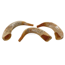 Шофар 2, 40-45 см