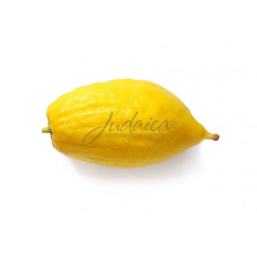 Этрог Кфар Хабад Супер Мегудар