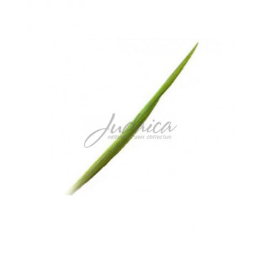 Лулав Кошерный