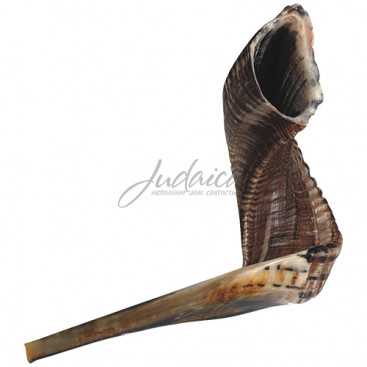 Шофар, 30-35 см