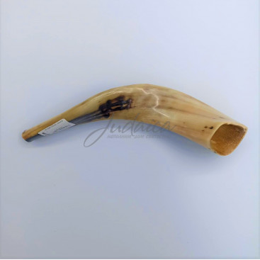 Шофар ХаБаД, размер 1