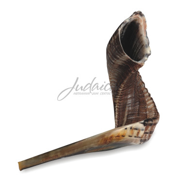 Шофар, размер 7, 50-55 см